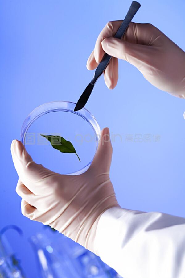 綠色植物在生物學(xué)實驗室中的多重角色與價值